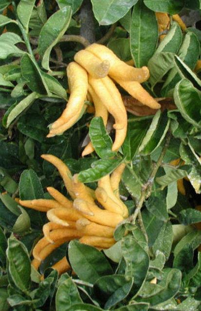 <b>Buda eli:</b> Asya'da yetien bu tr parmak eklinde limon olarak dnebilirsiniz.