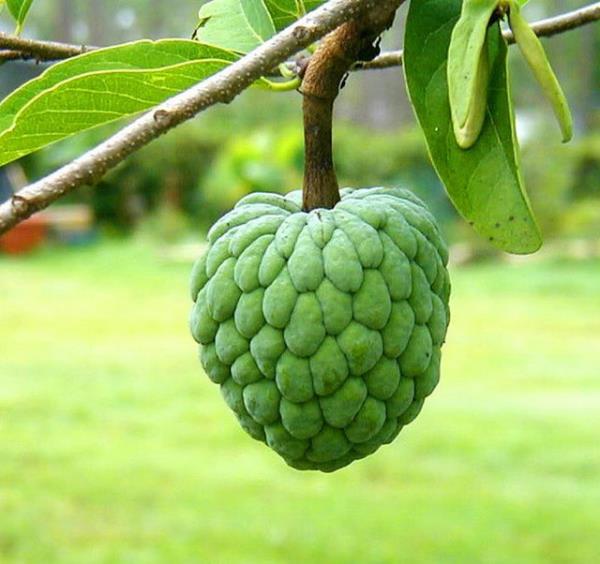 <p><b>eker Elma</b></p>  Amerika ktasnn tropikal blgelerinde yetien bu meyvenin d tuhaf grnyor olabilir ama ii yumuack ve kremsi.