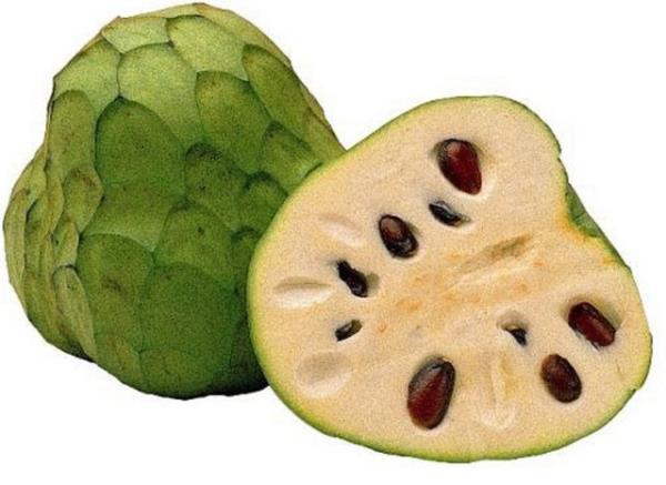 <p><b>erimoya</b></p>  Gney Amerika'nn nispeten serin blgelerinde yetien bu meyvenin tad ilek, papaya, ananas karm olarak tarif ediliyor. Bembeyaz ve siyah kocaman ekirdekleri var. ekirdekler de kabuu da zehirli. ekirdekler felce sebep olabiliyor.