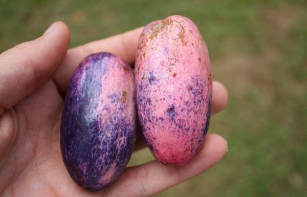 <p><b>Safou</b></p>  Safou'nun bir dier ad tereya meyvesi. nk Afrika'ya zg bu meyve piirildiinde tereyana benzer bir kvam ve lezzet alyor. Zaten %47si de ya. Tam ekmee srlecek meyve.