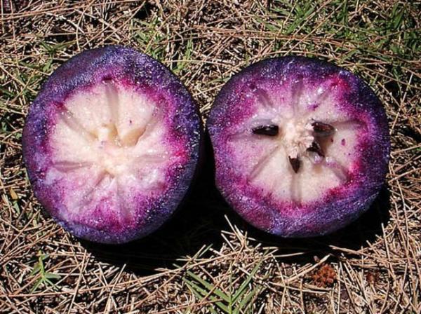 <p><b>Yldz Elmas</b></p>  Gney Amerika ve Hint Adalarnda yetien yldz ekilli mor elma gzel kokulu ve tatl. Bulursanz souk tketin.