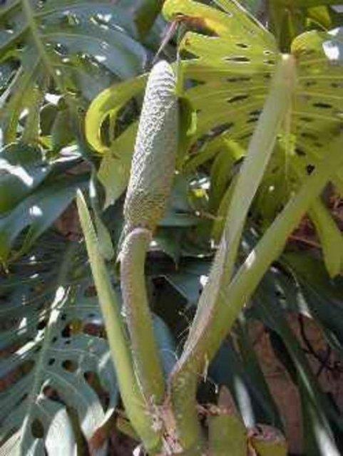 Ananasa benzeyen kokusu ve tad bu meyveye balanmanza neden olabilir.