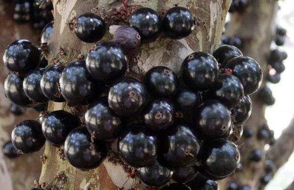 <p><b>Jabuticaba</b></p>  Brezilya'nn gneyinde yetien bu tuhaf bitki inanlmaz bir antioksidan. zme benzeyen meyvelerinden alkol yapmnda yaplyor. Ama en tuhaf zellii meyvenin direk aacn gvdesinde yetimesi.