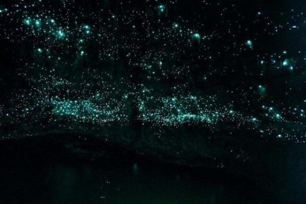 8. Glowworms Maaras, Yeni Zelanda