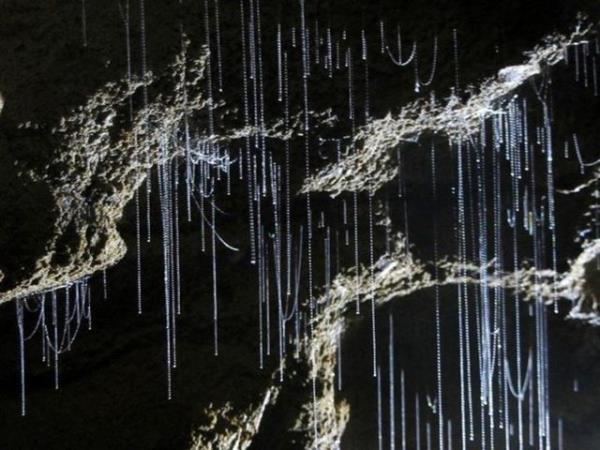 8. Glowworms Maaras, Yeni Zelanda