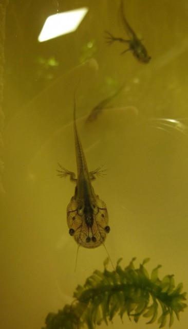 riba (kurbaa yavrusu) Yakn ekim fotoraflarn en baarl rnekleri.