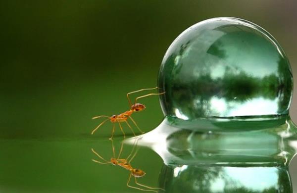 Karnca ve su damlas Yakn ekim fotoraflarn en baarl rnekleri.