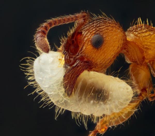 Larvasn tayan karnca Yakn ekim fotoraflarn en baarl rnekleri.