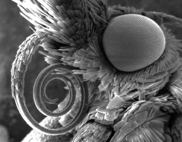 Kelebek Yakn ekim fotoraflarn en baarl rnekleri.