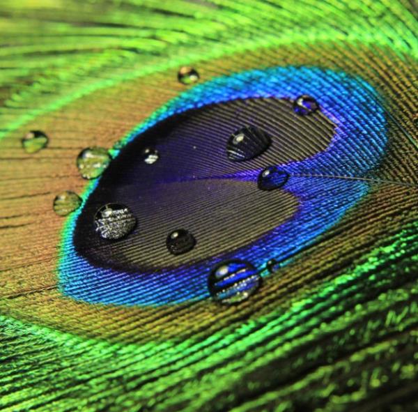 Tavuskuu ty Yakn ekim fotoraflarn en baarl rnekleri.