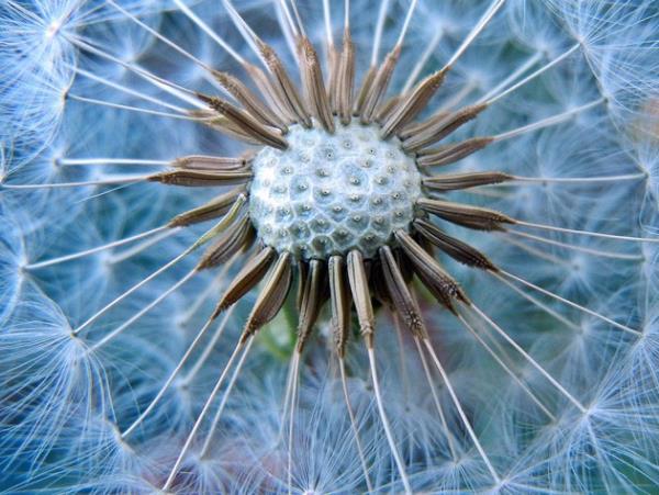 Hindiba iei Yakn ekim fotoraflarn en baarl rnekleri.