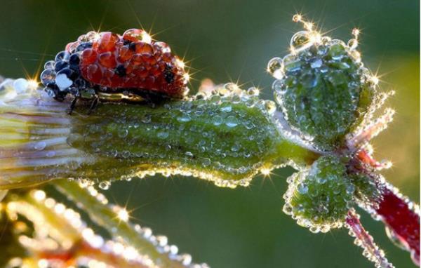 Yamurdan sonra uur bcei Yakn ekim fotoraflarn en baarl rnekleri.
