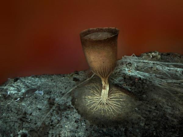 Bir eit mantar sporu Yakn ekim fotoraflarn en baarl rnekleri.