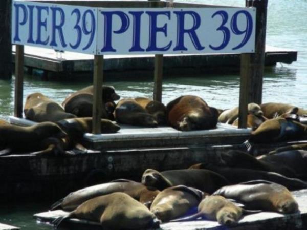 <p><b>30- Pier 39, San Francisco ABD</b></p>  Yllk Ziyareti: 8.500.000  <p>En ok ziyareti eken sezonu: Mays-Ekim</p>