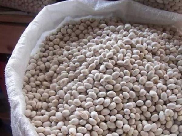 Faslye Kiloyu dengeler, kan ekerini dzenler.