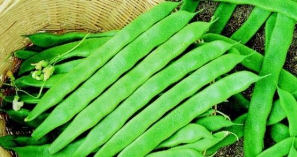 Bir fincan fasulye ise 11-17 gram lif ierir.