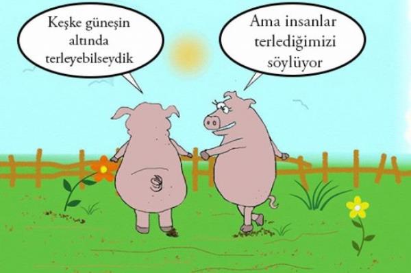 19- Domuzlar terlemezken, insanlar neden 'Domuz gibi terledim!' derler?