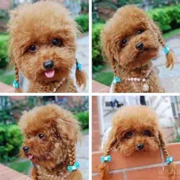 10- Neden baz kzlarmz irin bir hayvancz grdklerinde 'inanmyorum!' derler, inanlmayacak olan nedir?