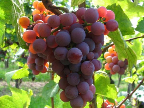 <b>KIRMIZI ZM:</b> indeki antioksidanlar sayesinde karacier iinden zararl toksinleri arar.