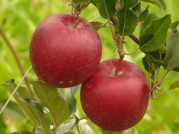 kalp sağlığı için elma)