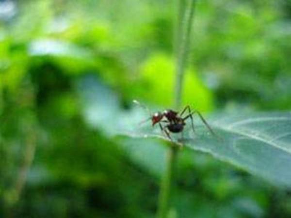 Baz karncalar gnde 7 saate kadar uyuyabilir.