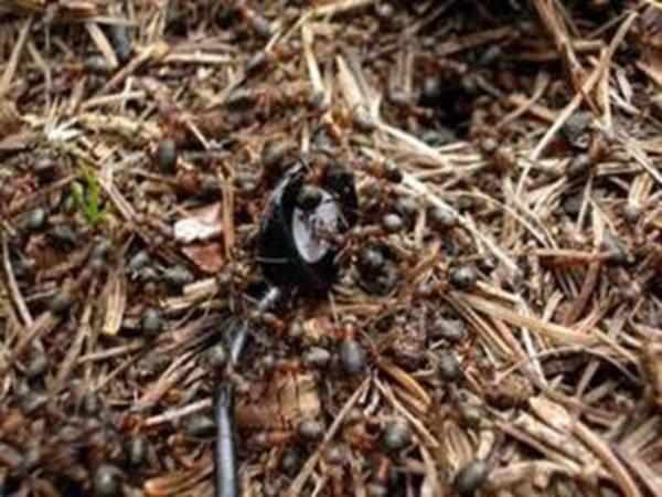 i karncalar, yuvann iindeki p dar tamakla ve zel ple gtrmekle ykmldr.