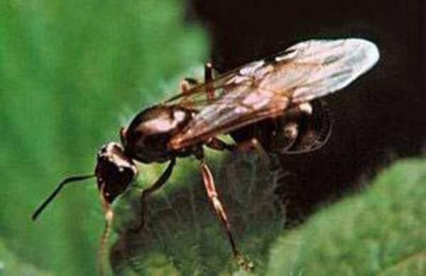 Her karnca kolonisinde en az bir tane kralie bulunmaktadr.