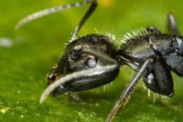 Karıncalar Hakkında Şaşırtan Bilgiler - Foto Galeri - Memurlar.Net