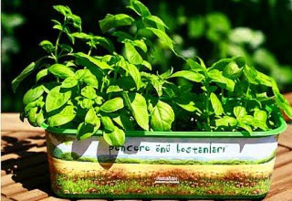 Yumurtalarnz haladktan sonra kalan suyu sakslarnza dkn. Bitkiler iin olduka besleyicidir.