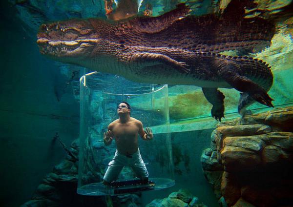 <p>Crocosaurus Cove, Avustralya </p>  Bu havuz ise heyecan arayanlar iin Avustralya'da ki tek timsah dal yapabileceiniz havuz.