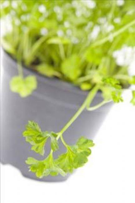 Eer ana yemeinizin yannda maydanoz varsa onu mutlaka tketin. nk maydanoz nefesi annda yenileyici zel kimyasallar ierir.