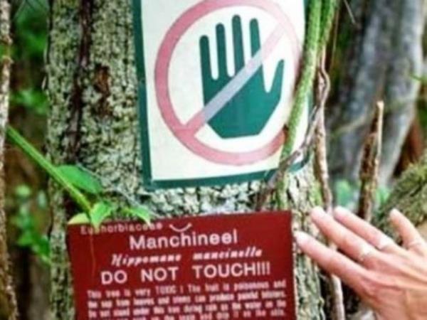 Eer yamur yaarken aaca yaklar ve aatan srayan bir yamur damlasna maruz kalrsanz, yine tehlike altndasnz demektir...