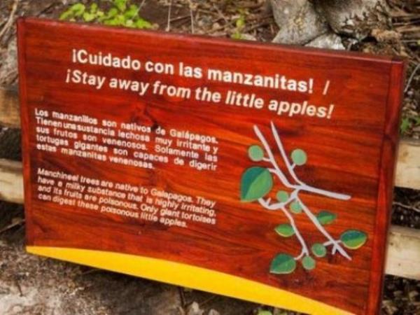 Bu yzden aacn bulunduu kimi blgelerde zel gvenlik nlemleri alnrken, aac tanmayan kiilerin zarar grmemesi iin zel 'uyar' iaretleri ve tabelalara bavuruluyor.