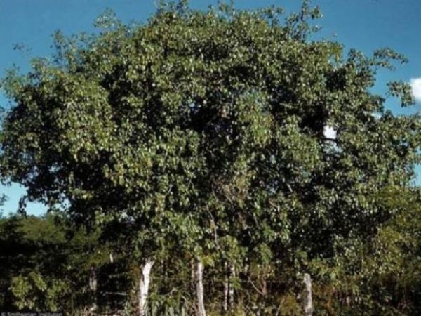 En ufak bir dokunula bile deri zerinde yanklar oluturacak kadar gl etkiye sahip...