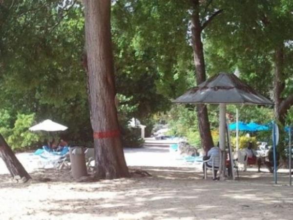 Guinness Rekorlar Kitabna girecek kadar tehlikeli olan ve 'Dnyann En Zehirli Aac' olarak nlenen Manchineel Aac, Florida, Bahama, Karayibler, Orta Amerika ve Gney Amerika blgesinde rastlanan nadir bir tr...