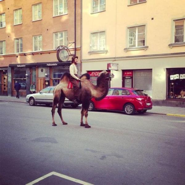 Trafik ve araba egzosundan bunalan bir adam areyi deve-mobilde bulmu.