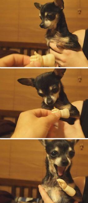 Klktan kla giren bazen sahibine zenen bazen ne yaptn bilmeyen sevimli kpekler