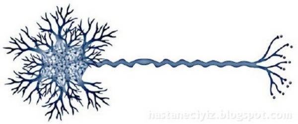 22. Hafzanza yeni bir ey kaydettiinizde beyindeki nronlar arasnda yeni bir fiziki ba oluturulur. Her yeni kayt ile beyninizde fiziki bir deiim yaanr.