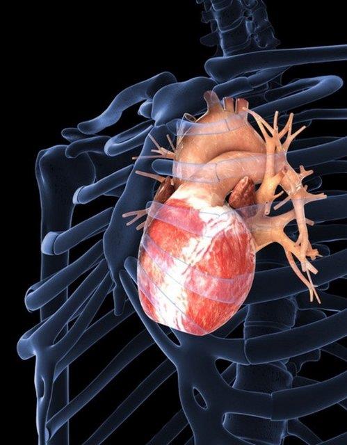 5. Kalbiniz her gn bir kamyonu 32 km gtrmeye yetecek enerji retir. mr boyunca rettii enerji ile bir kamyon aya gidip geri dnebilir