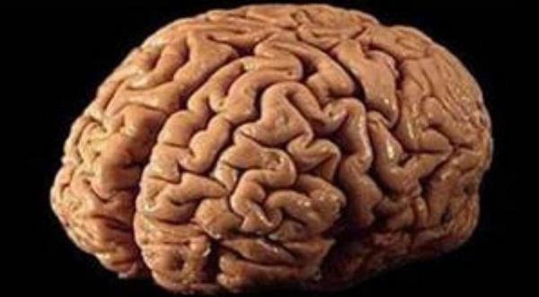 23. Beyin hcreleriniz lmeye balamadan nce oksijensiz 5-10 dakika hayatta kalabilirsiniz .