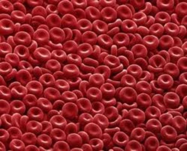 16. Vcudunuz saatte 180 milyon krmz kan hcresi retir.