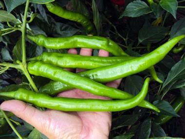 <b>Baklk sistemini glendirir.</b>