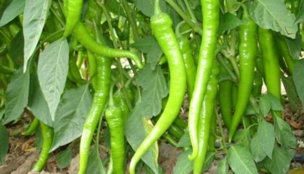 <b>Kalp ve damar hastalklarndan korur.</b>