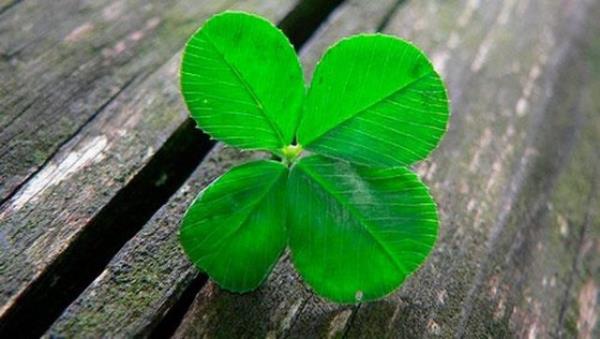 Selak artk 'ans' -ya da kimilerine gre ansszl- konusunda dnya apnda ne sahipti.