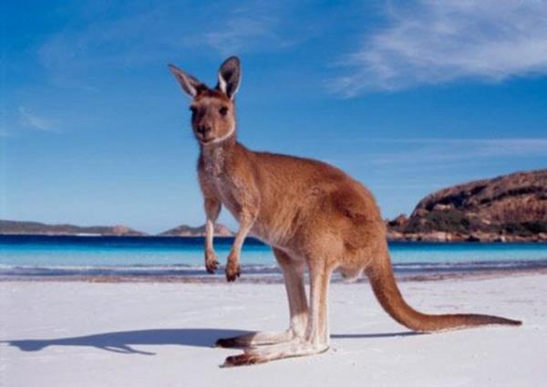 2004 ylnda nl bir cips markas, Avustralya'da bir TV reklamnda oynatmak zere Selak'la iletiime geti.