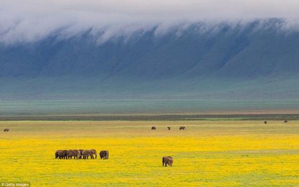 7. Ngorongoro Krateri, Tanzanya