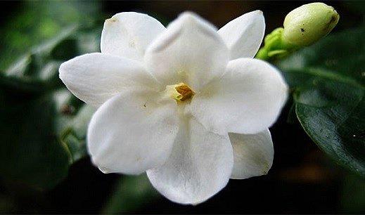 <p><b>in - Yasemin</b></p>    Tunus'taki Yasemin devriminin kendi lkelerine sramasndan korkan in hkmeti, direkt Yasemini yasaklayarak olay balamadan bitirdi.