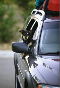 ocuklar ve hayvanlar kapal aralarda brakmayn