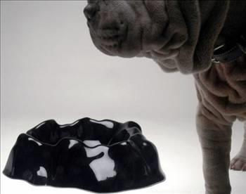 Evde ve sokakta beslediiniz hayvanlarn suyunu hergn tazeleyin ve suyla mamann glge bir yerde olmasna nem verin.