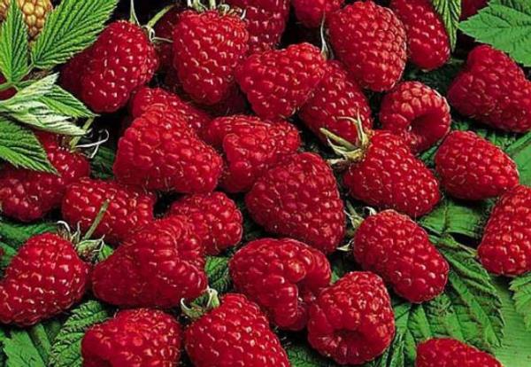 Ahududu kilo kaybn arttrr.